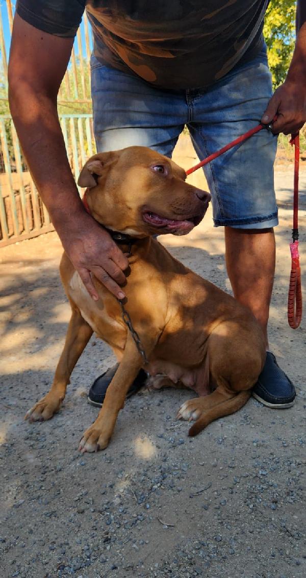 Pitbull Red Nose femmina 2anni e 1/2 salvata da fame e sete! SUD Foto 6