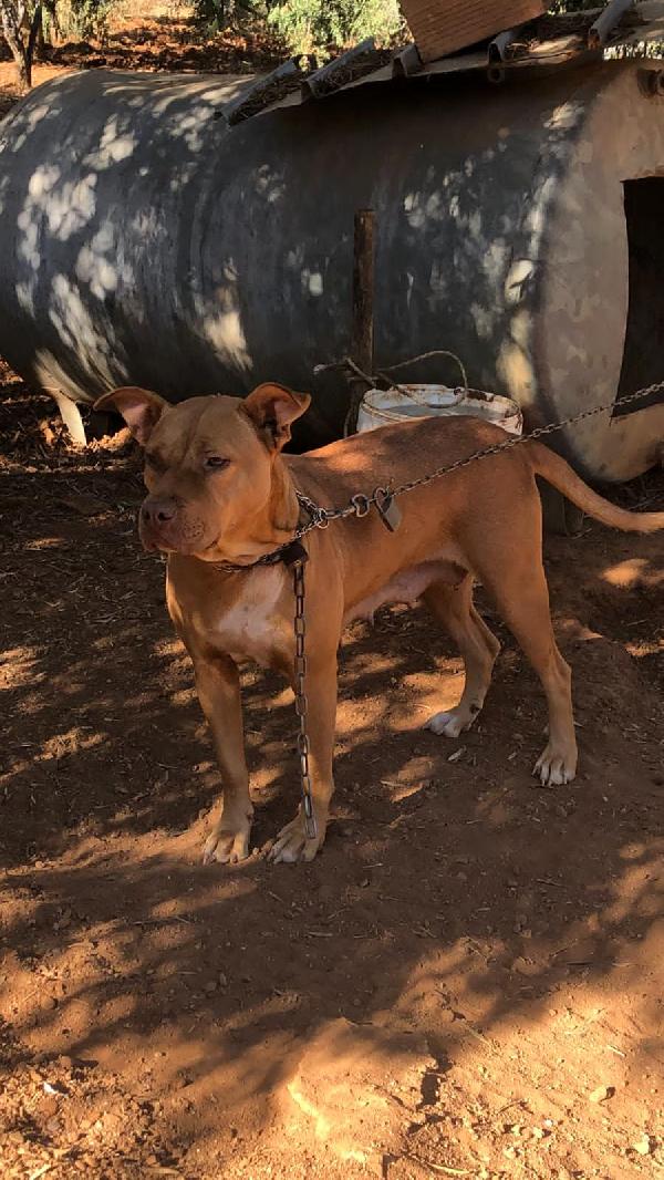 Pitbull Red Nose femmina 2anni e 1/2 salvata da fame e sete! SUD Foto 7