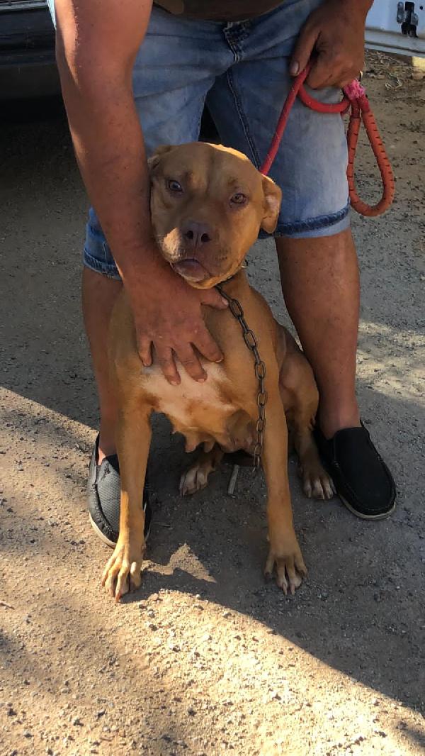 Pitbull Red Nose femmina 2anni e 1/2 salvata da fame e sete! SUD Foto 8