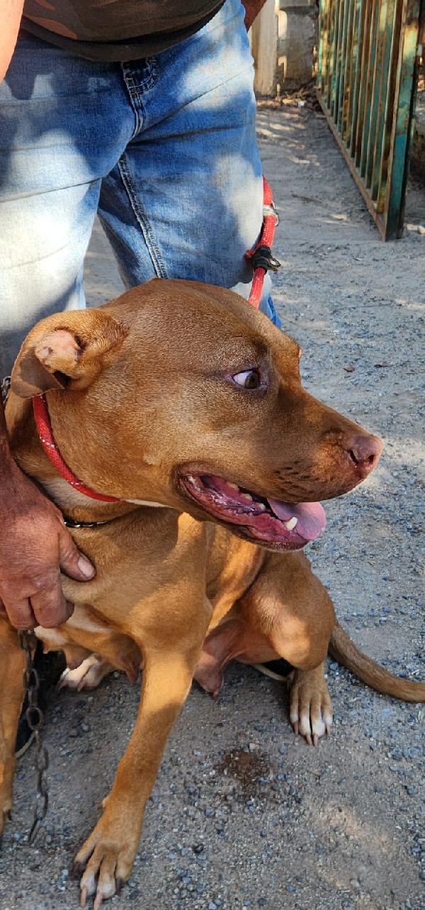 Pitbull Red Nose femmina 2anni e 1/2 salvata da fame e sete! SUD Foto 9