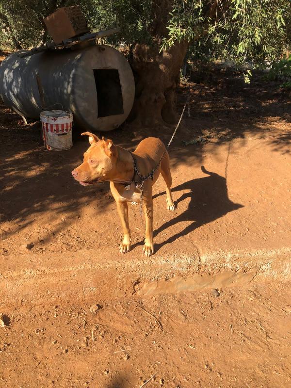 Pitbull Red Nose femmina 2anni e 1/2 salvata da fame e sete! SUD Foto 10