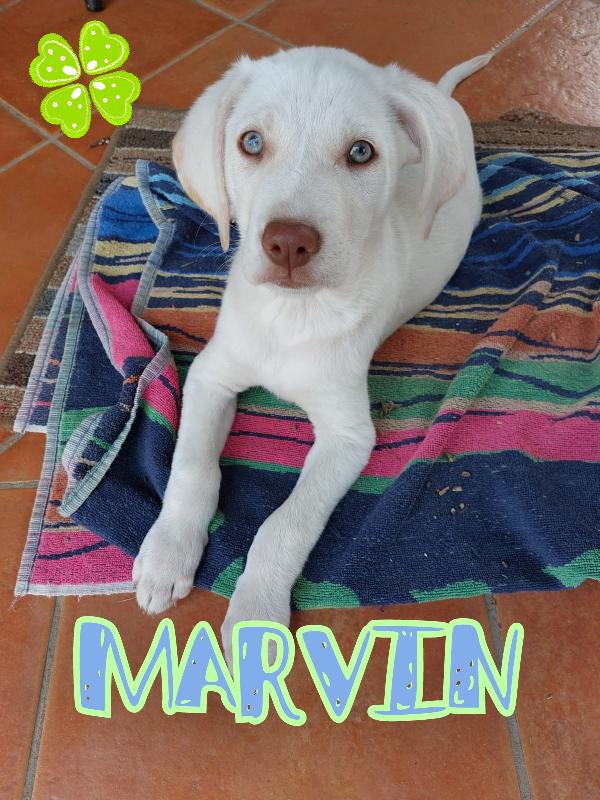 Marvin Cucciolo Simil Labrador 