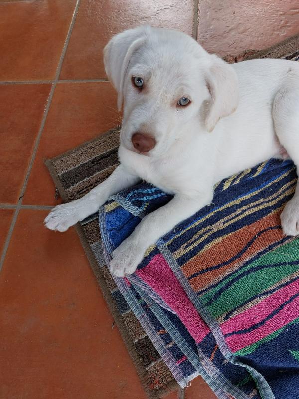 Marvin cucciolo simil labrador  Foto 2