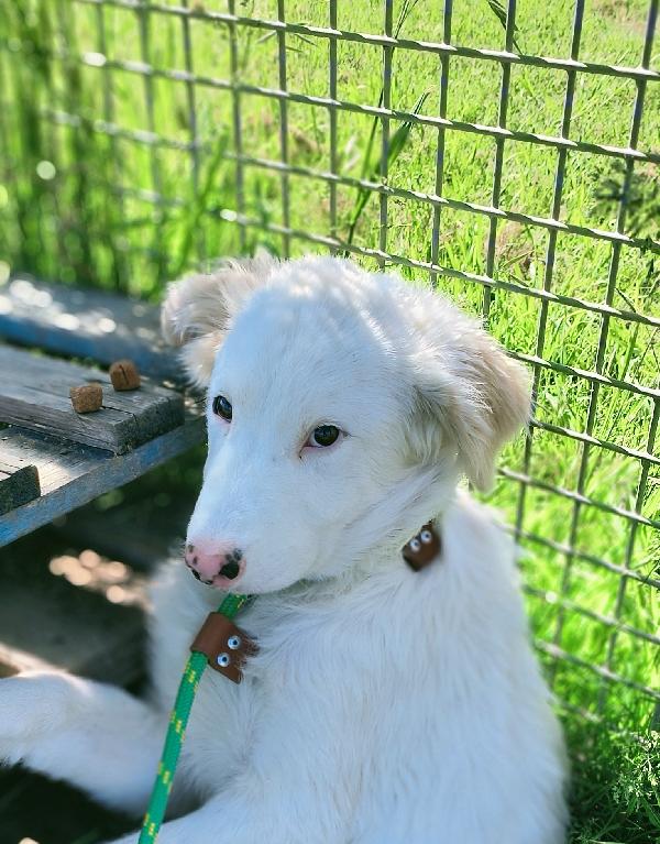 Romolo & Remo, Cuccioli Taglia Grande