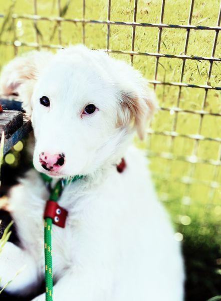Romolo & Remo, cuccioli taglia grande Foto 4