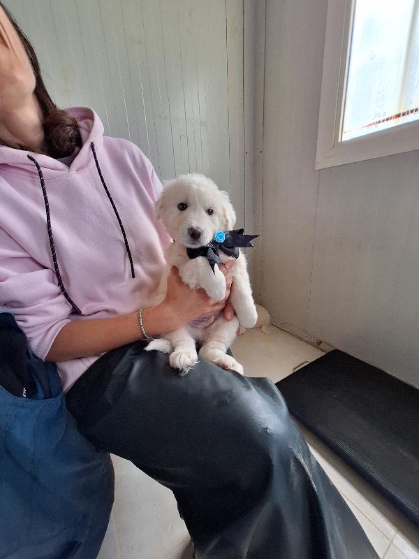 Ozzy Dolcissimo Cucciolo Aspetta Una Famiglia 
