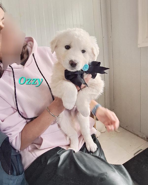 Ozzy dolcissimo cucciolo aspetta una famiglia  Foto 2