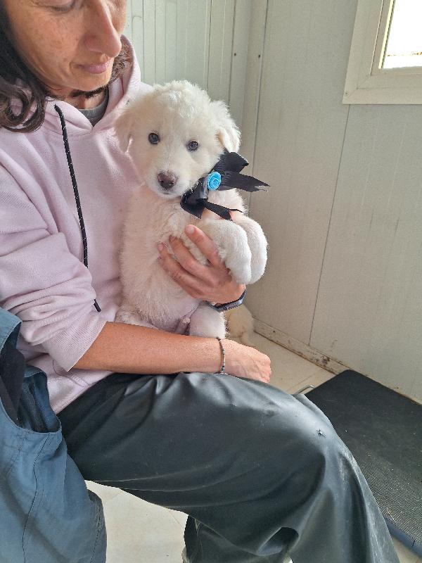 Ozzy dolcissimo cucciolo aspetta una famiglia  Foto 3