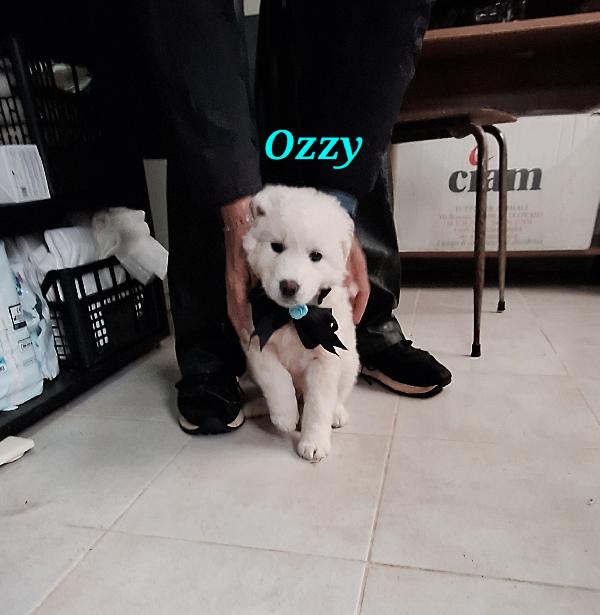 Ozzy dolcissimo cucciolo aspetta una famiglia  Foto 4