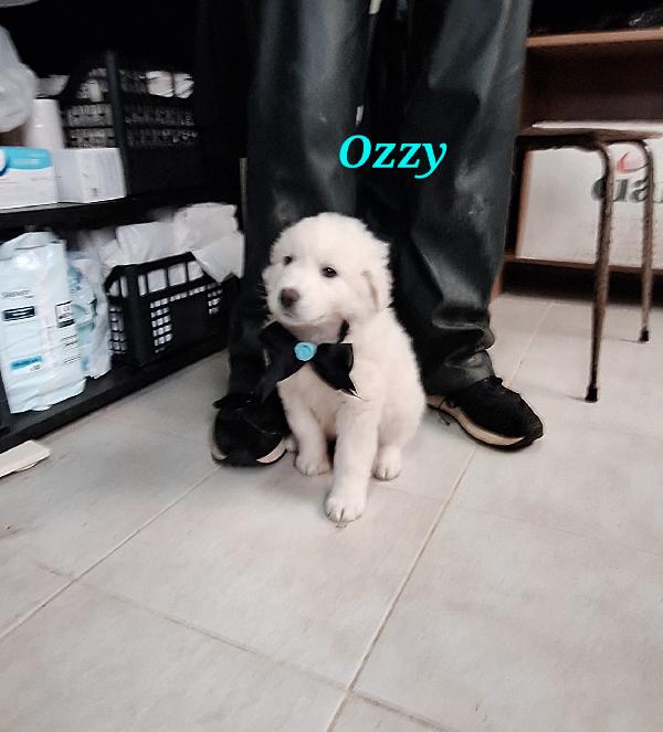 Ozzy dolcissimo cucciolo aspetta una famiglia  Foto 5