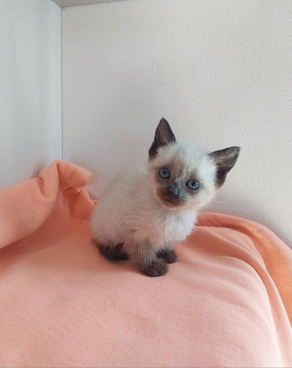 Minnie, Simil Siam In Adozione