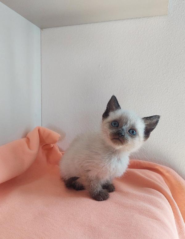 MINNIE, SIMIL SIAM IN ADOZIONE Foto 2