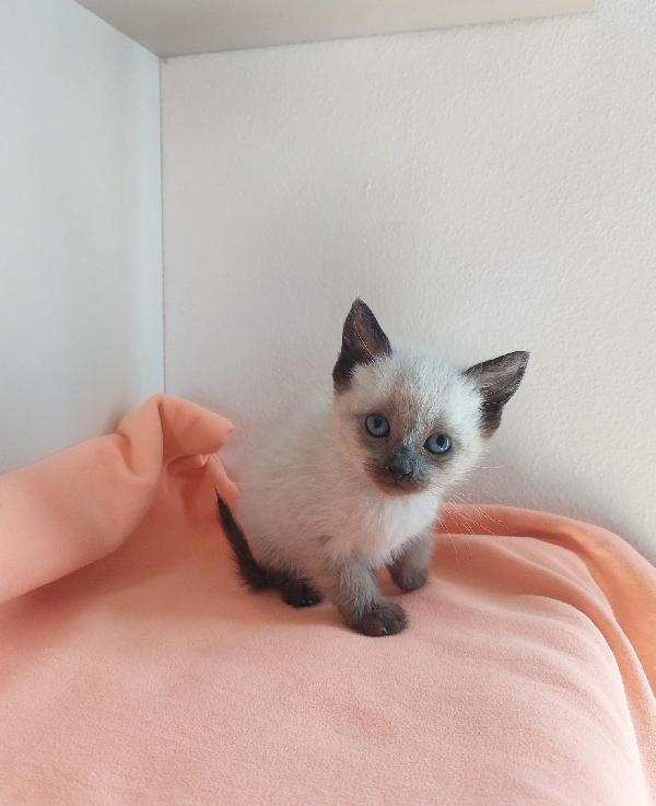 MINNIE, SIMIL SIAM IN ADOZIONE Foto 3