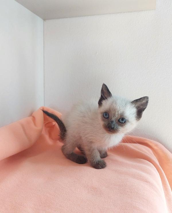 MINNIE, SIMIL SIAM IN ADOZIONE Foto 4
