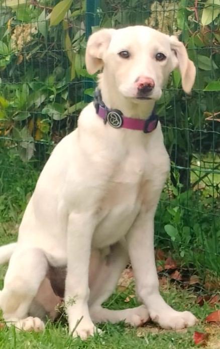 Flo Splendida Cucciola Di 4 Mesi Cerca Casa