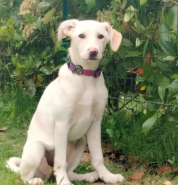 Flo splendida cucciola di 4 mesi cerca casa Foto 2