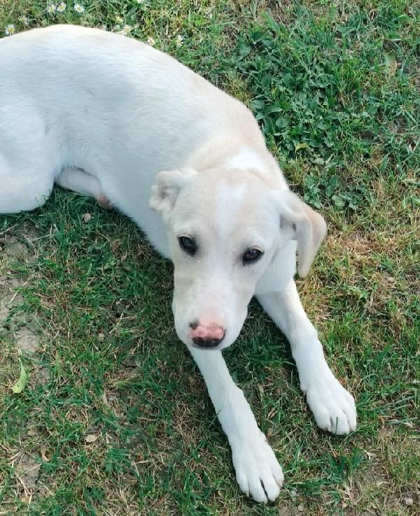 Flo splendida cucciola di 4 mesi cerca casa Foto 4