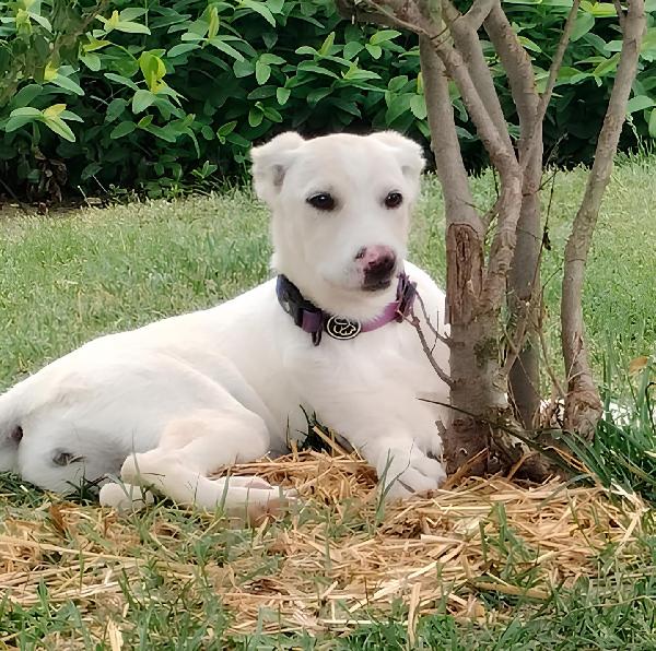 Flo splendida cucciola di 4 mesi cerca casa Foto 5