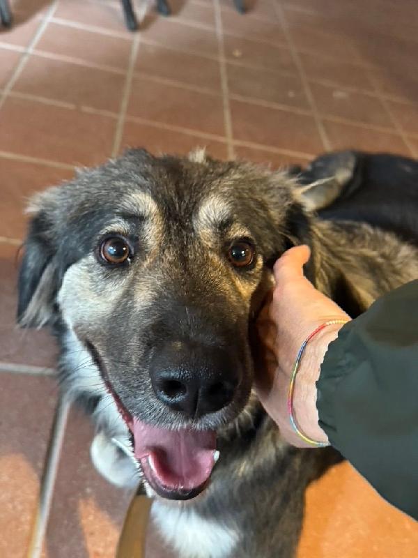 Cora splendida cagnolona in Toscana cerca casa  Foto 2