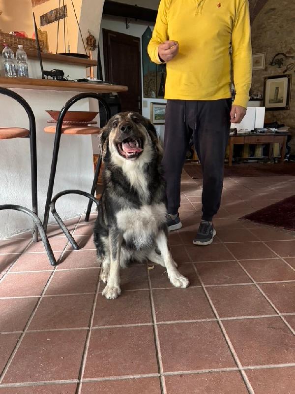 Cora splendida cagnolona in Toscana cerca casa  Foto 6