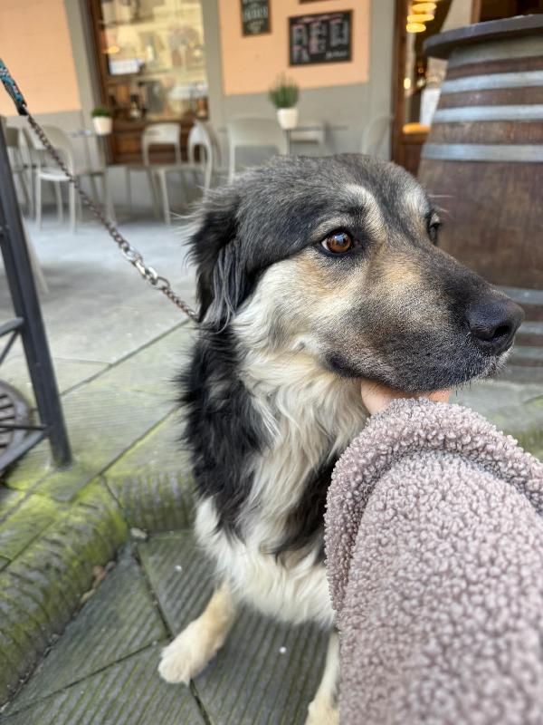 Cora splendida cagnolona in Toscana cerca casa  Foto 8