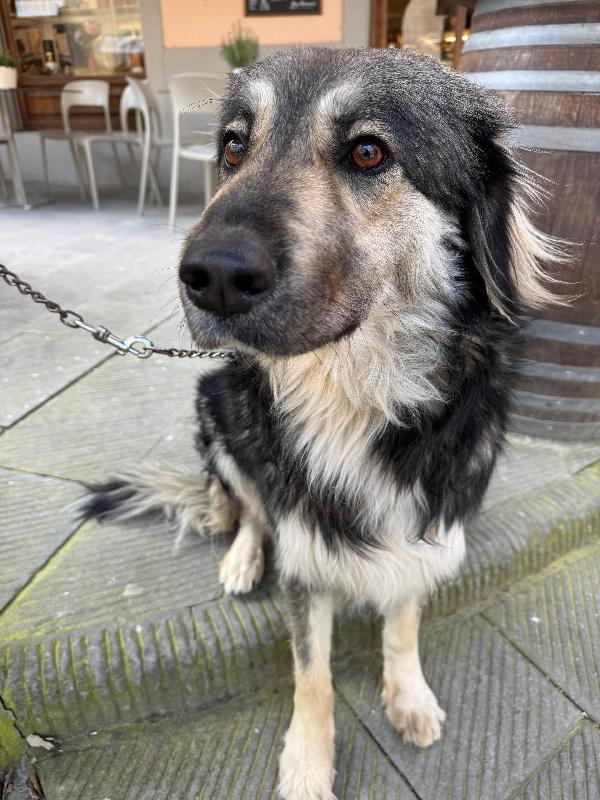 Cora splendida cagnolona in Toscana cerca casa  Foto 9