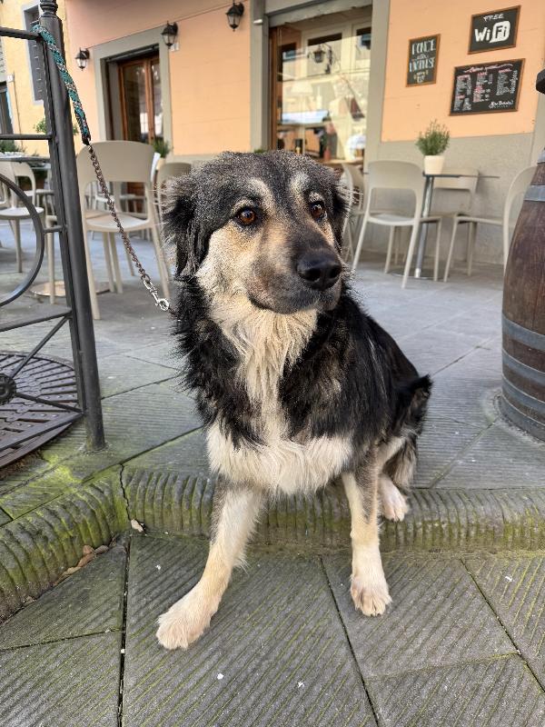Cora splendida cagnolona in Toscana cerca casa  Foto 10
