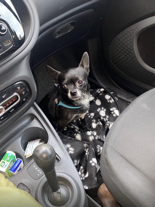 Simil Chiwawa Cerca Casa