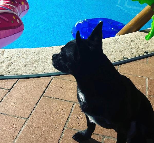 Simil chiwawa cerca casa Foto 2