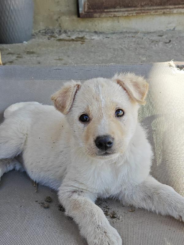 Betty cucciola di 3 mesi Foto 2