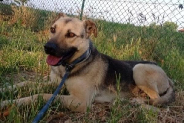 Tango Mix Pastorino Adulto Ok Gatti Salvato Anni Fa Milano
