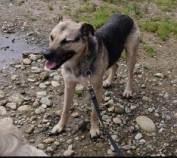 Tango mix pastorino adulto ok gatti salvato anni fa MILANO Foto 3