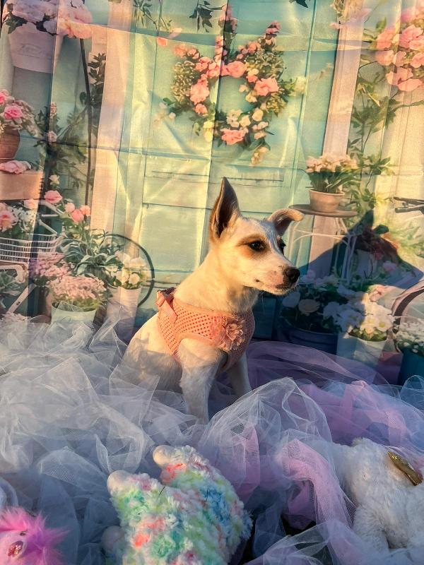 3cuccioli 5mesi tg contenuta aspettano casa BARI Foto 4
