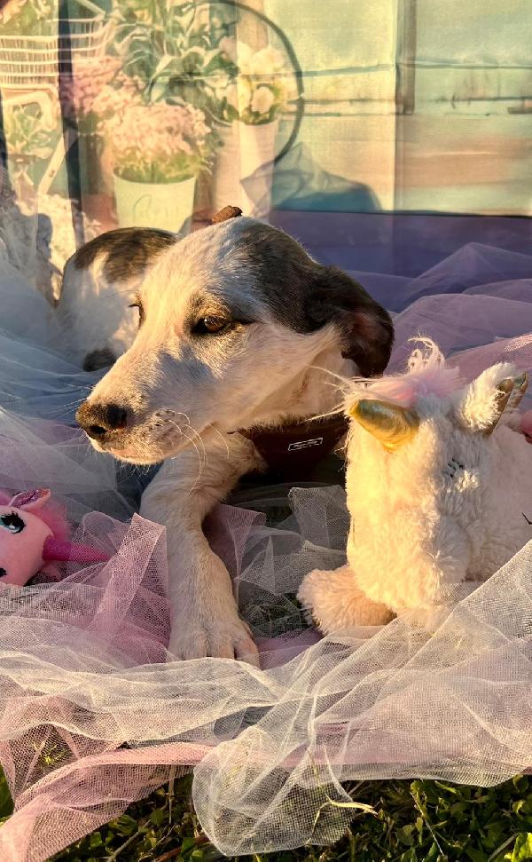 3cuccioli 5mesi tg contenuta aspettano casa BARI Foto 6
