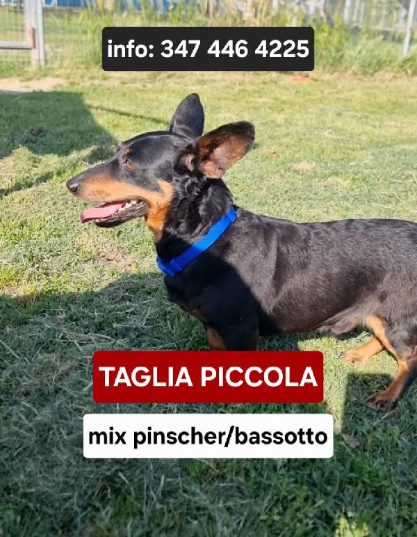 Taglia Piccola! 🐾