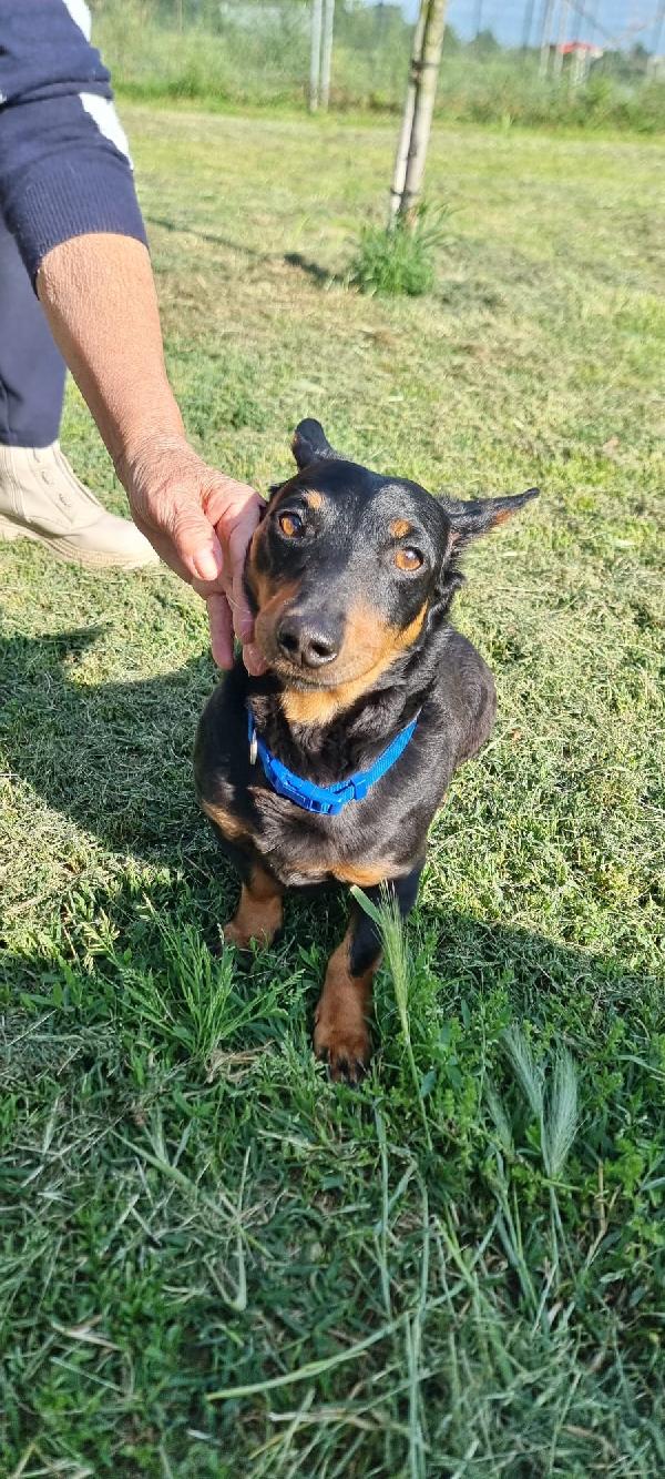 Taglia piccola! 🐾 Foto 4