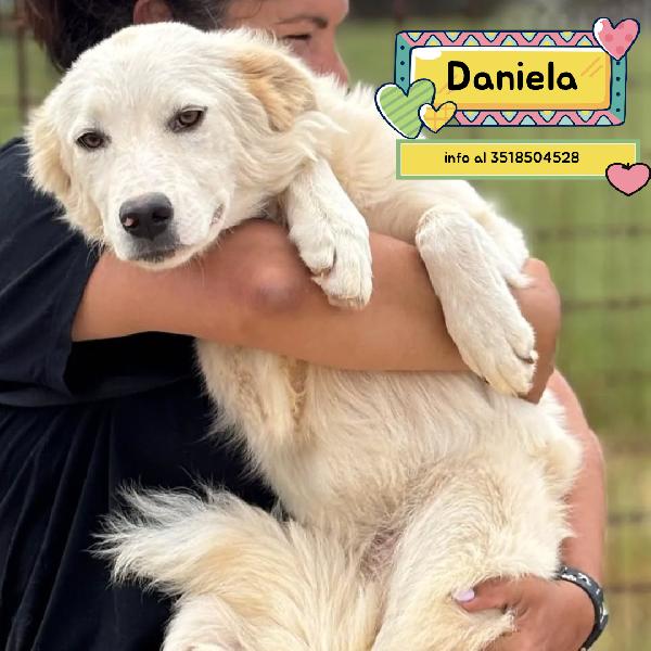 Daniela Cucciola 10 Mesi Cerca Casa - In Adozione