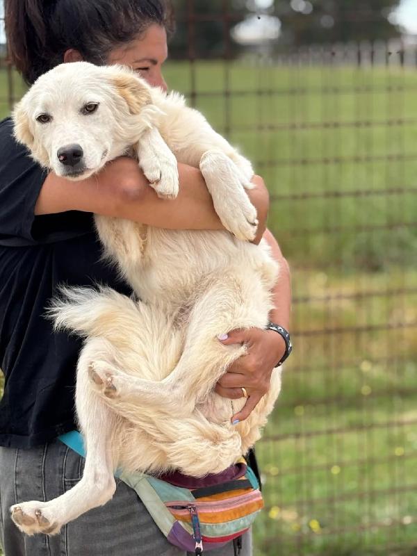 Daniela cucciola 10 mesi cerca casa - in adozione Foto 2