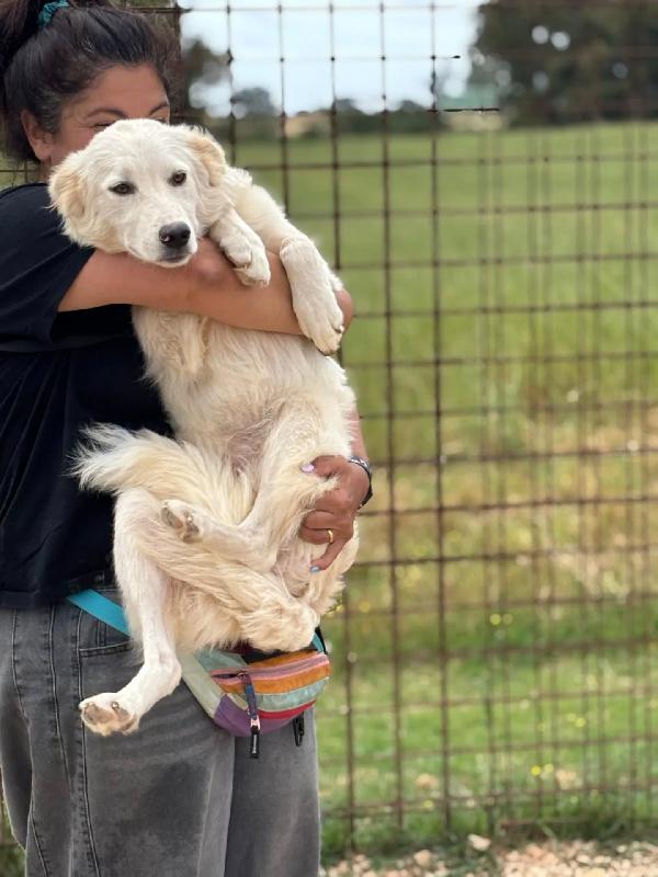 Daniela cucciola 10 mesi cerca casa - in adozione Foto 3