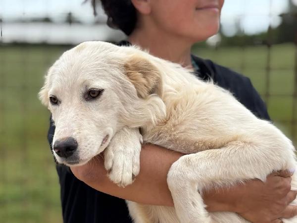 Daniela cucciola 10 mesi cerca casa - in adozione Foto 4