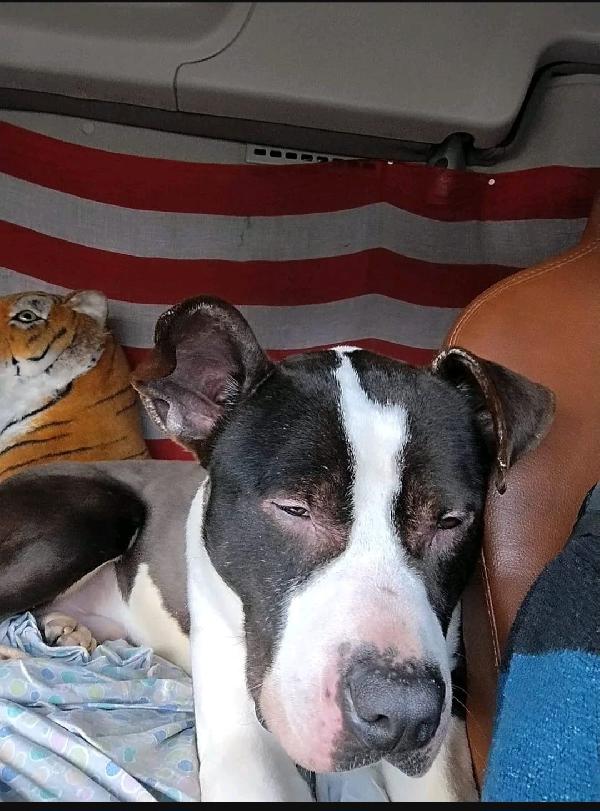 Amstaff 3Anni Ok Gatti Super Urgente Novara