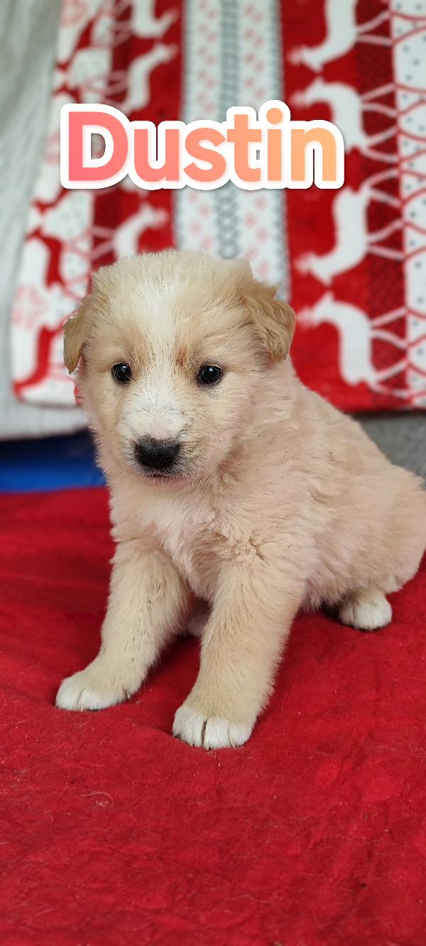 Dustin in adozione Foto 2