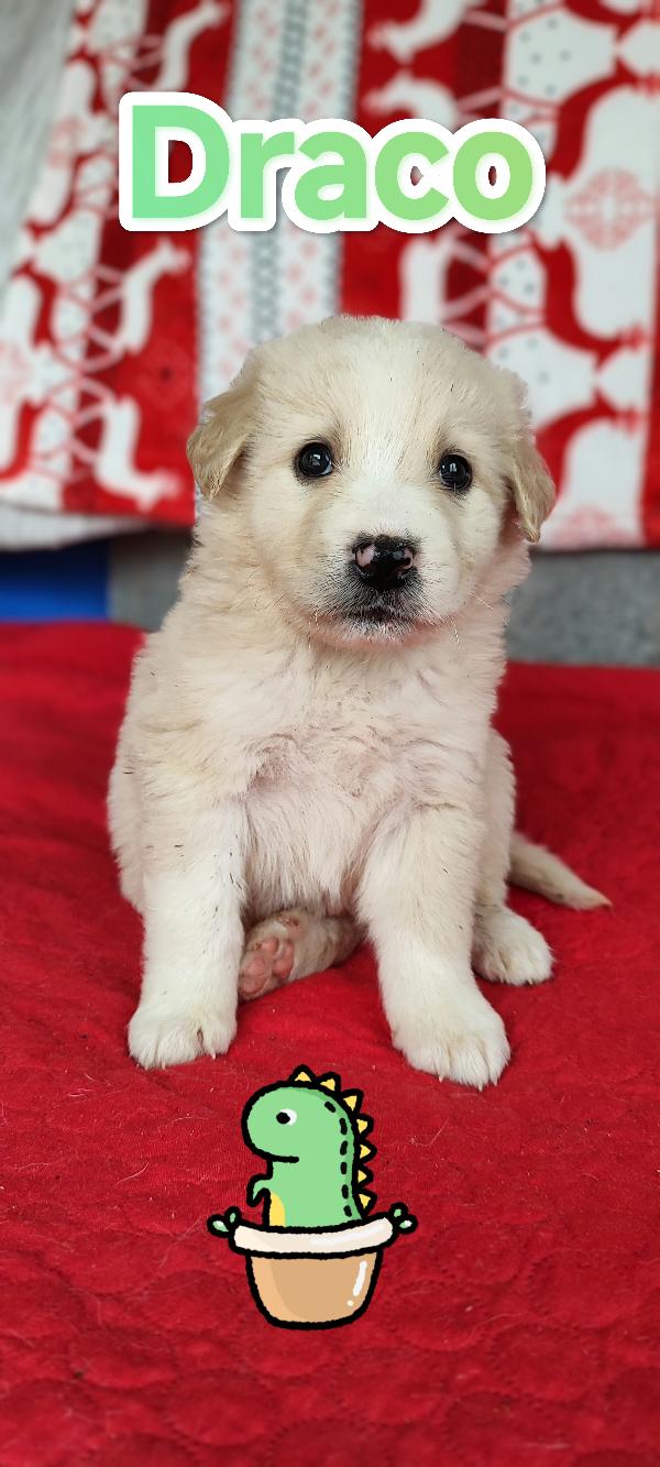 Draco in adozione Foto 2