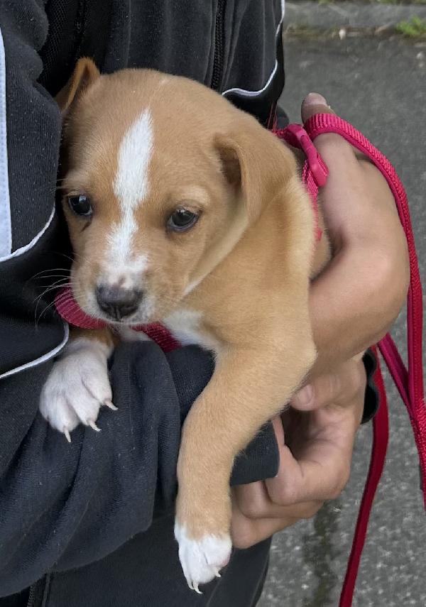Nala Cerca Felicità