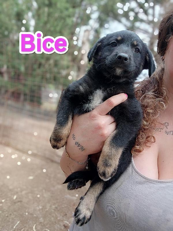 Bice in adozione Foto 4