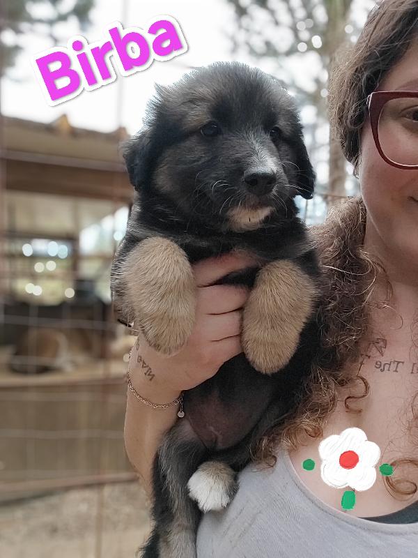 Birba Foto 2