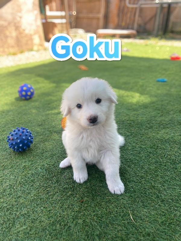 Goku In Adozione