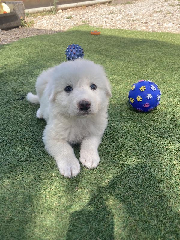Goku in adozione Foto 2
