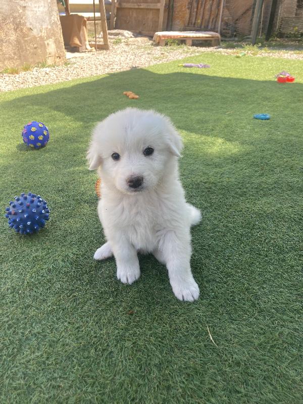 Goku in adozione Foto 3