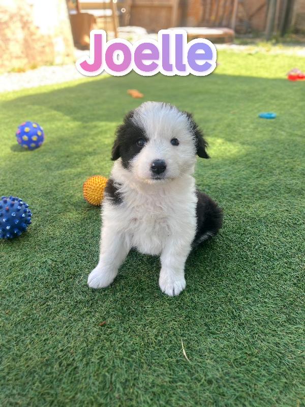 Joelle